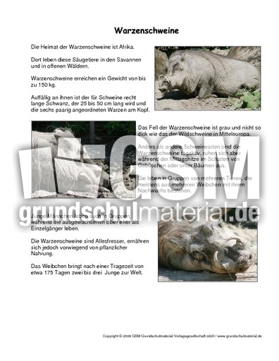 Warzenschwein-Steckbrief.pdf